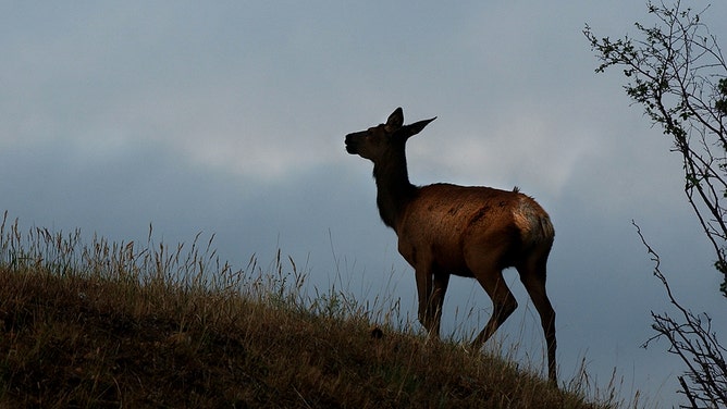 A cow elk peers out over a ridge in a subdivision along Fish Creek Road in Estes Park.