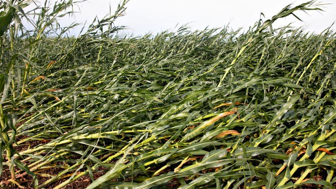 Powerful Derecho Causes Widespread Damage Across Iowa Farmland in 2020