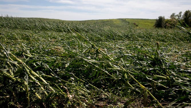 Powerful Derecho Causes Widespread Damage Across Iowa Farmland in 2020