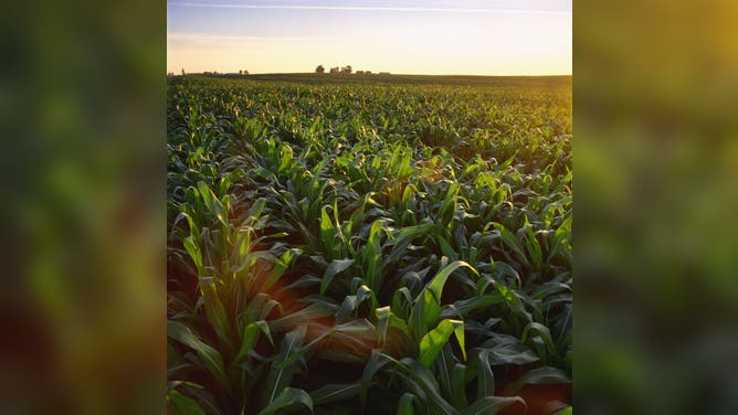 Corn field