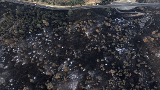 A view of burnt trees as Aero Fire of wildfires continue in Copperopolis of Calaveras County in California, United States on June 18, 2024.