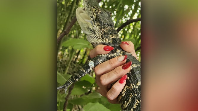 Sam Bogle has a strong affection for alligators, so it was a fitting choice for her boyfriend to propose to her at the Colorado Gators Reptile Park in Mosca on June 22, 2024.