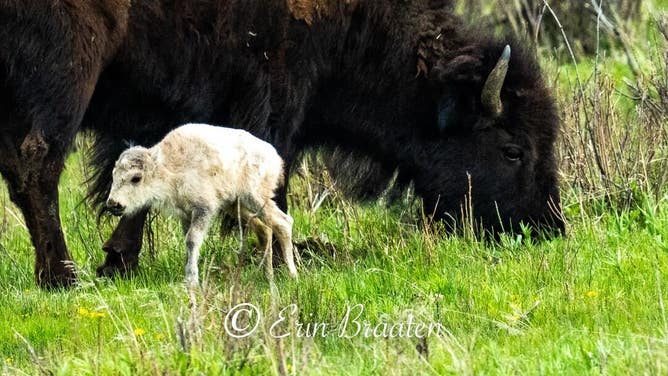 A rare white bison calf photographed at Yellowstone National Park on June 4, 2024.