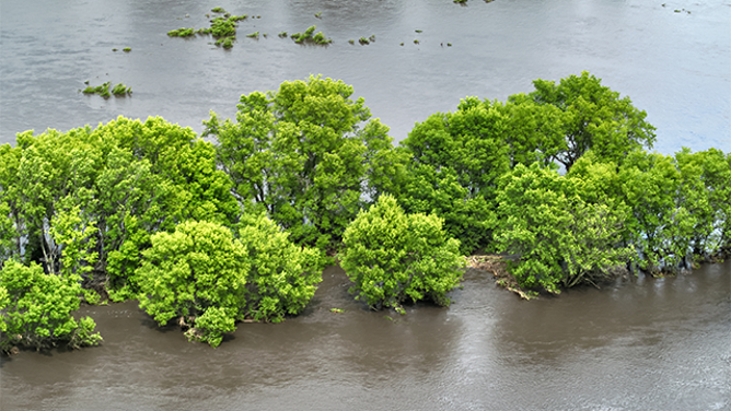 This photo shows trees flooded after the Floyd River in Sheldon, Iowa, overflowed its banks.