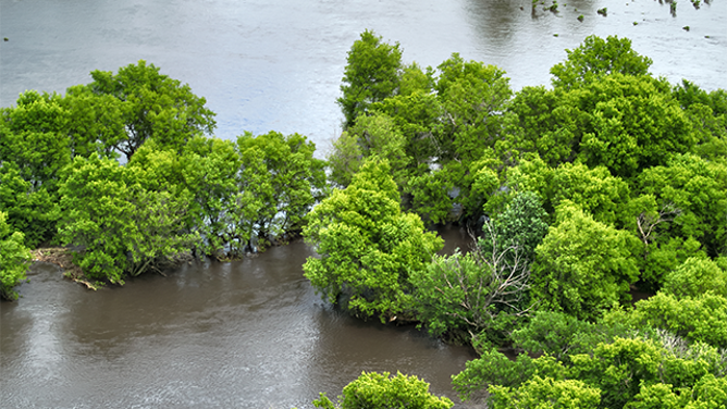 This photo shows trees flooded after the Floyd River in Sheldon, Iowa, overflowed its banks.