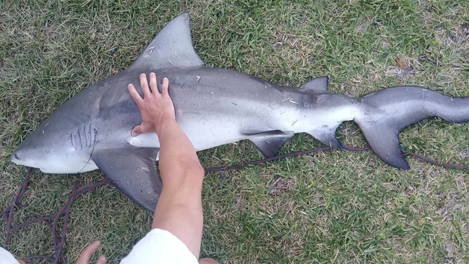 A shark with an apparent deformation, which wildlife officials revealed was a form of scoliosis or spinal deformity affecting the vertebral column, was found in Titusville, Florida, on June 3, 2024.