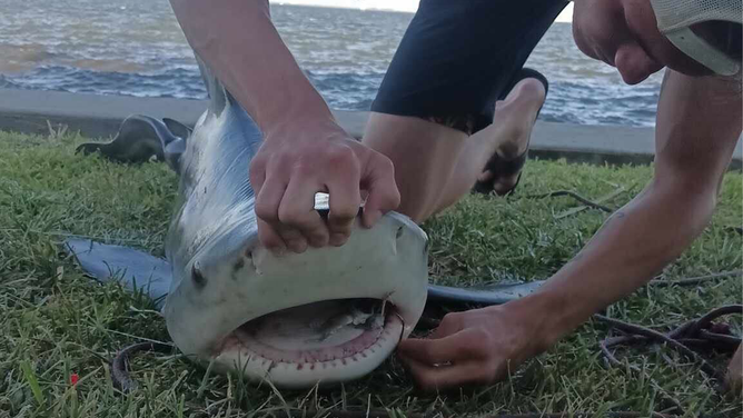 A shark with an apparent deformation, which wildlife officials revealed was a form of scoliosis or spinal deformity affecting the vertebral column, was found in Titusville, Florida, on June 3, 2024.