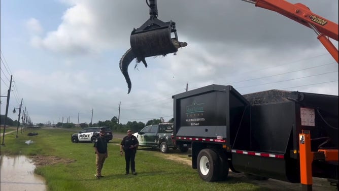 Authorities in Mont Belvieu, a suburb of Houston in southeast Texas, used a grapple truck to remove a 12-foot-long alligator who had settled into a roadside ditch.
