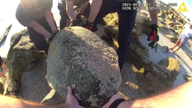 This photo shows members of the Flagler County Sheriffs Office rescuing a sea turtle that became stuck on rocks.