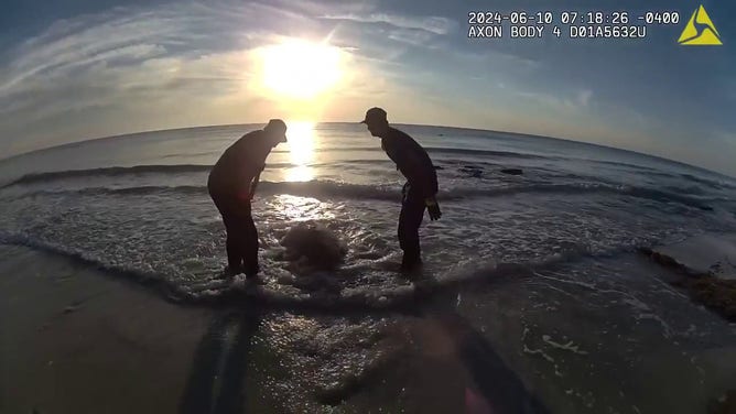 This photo shows members of the Flagler County Sheriff's Office rescuing a sea turtle that became stuck on rocks.