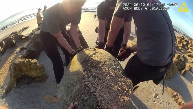 This photo shows members of the Flagler County Sheriff's Office rescuing a sea turtle that became stuck on rocks.