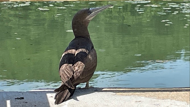 A tropical seabird was spotted diving into the lake at Spring Mill State Park to catch fish by interpretive naturalist Wade LaHue on Monday.