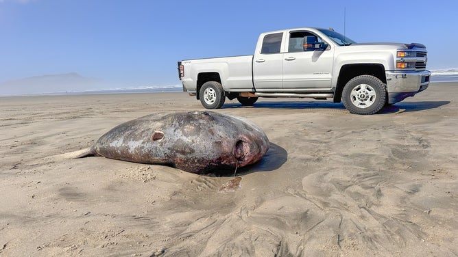 A hoodwinker sunfish in Oregon. 