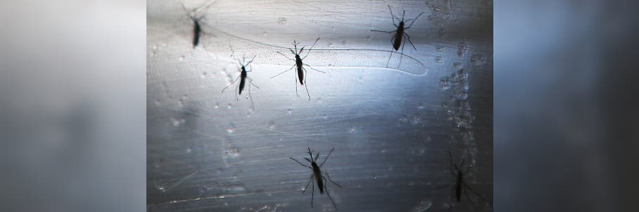 Dengue Fever cases reported in Florida after Hurricane Milton