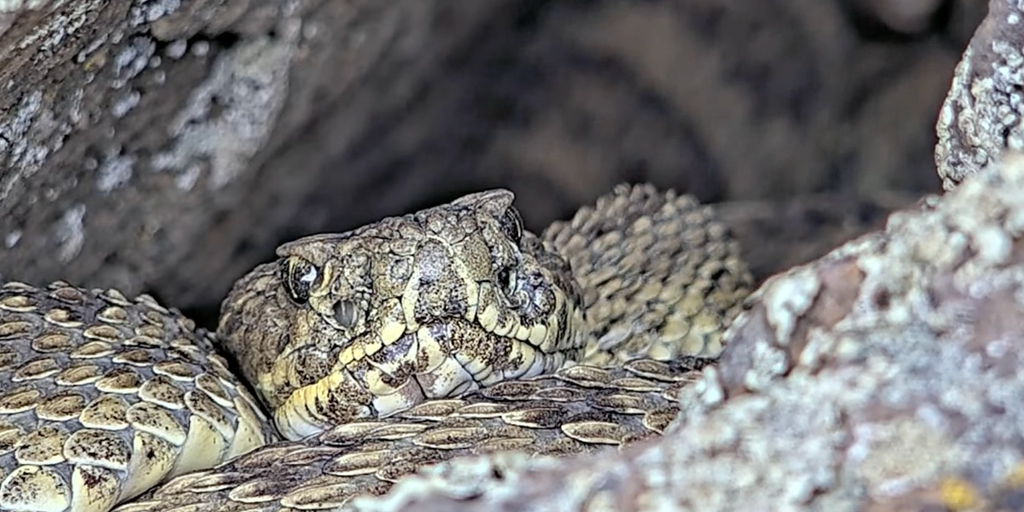 VIDEO: Thousands of rattlesnakes uncovered in Colorado 'mega-den' | Fox ...