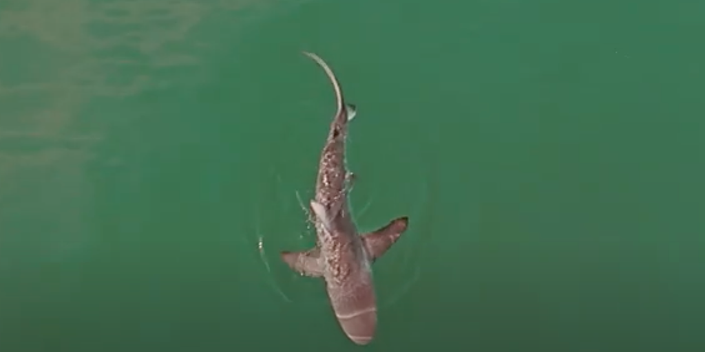 Scientists watching for more dusky shark sightings off the coast of Nantucket following 2025 seal attacks