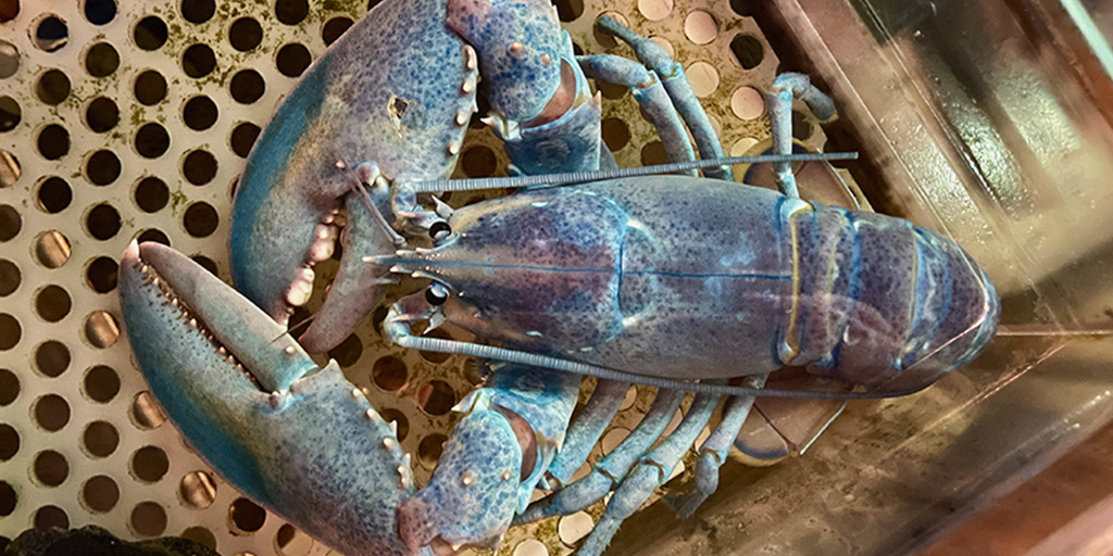 Cotton candy' lobster found in New Hampshire, Maine waters | Fox