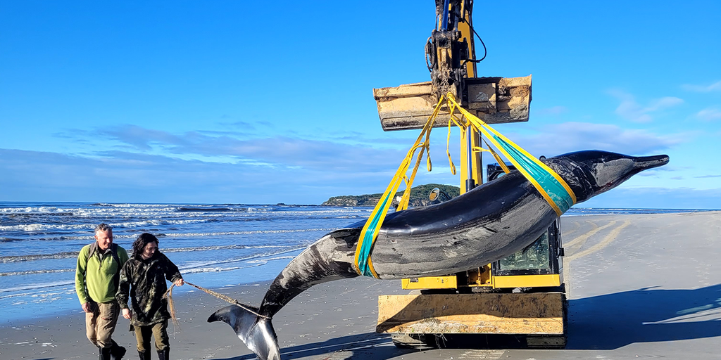 ‘World’s rarest whale’ washes up on New Zealand beach