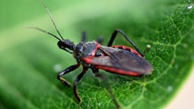 Deadly disease-carrying 'kissing bugs' found in Delaware for first time