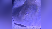 'Miracle' stingray dies after fascinating internet with pregnancy without a male