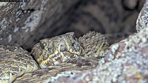 Watch: Pregnant rattlesnakes slither over each other in Colorado ‘mega-den’