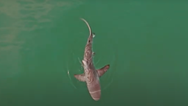 Scientists watching for more dusky shark sightings off the coast of Nantucket following 2025 seal attacks