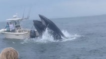 'Absolute chaos': Brothers rescue fishermen tossed overboard by breaching whale