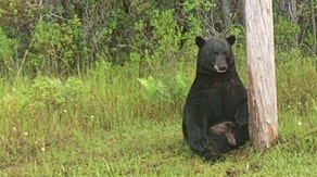 Florida bear 'clearly not in the mood for pictures' becomes stressed with selfie-takers, deputies say