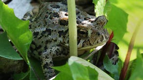 See it: 'Super rare' snake found in mouth of toad in Kansas