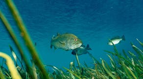 Popular Florida fish now has a new name
