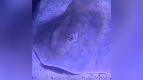 'Miracle' stingray dies after fascinating internet with pregnancy without a male