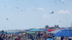 Watch: Dragonflies swarm Rhode Island beach