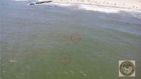 Drone videos show sharks lurking near popular New York beach