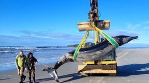 'World's rarest whale' washes up on New Zealand beach