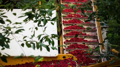 Cherry producers work to bounce back after streak of tough years