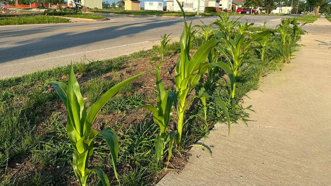 Corn grows throughout Greenfield, Iowa, after the town was devastated by an EF-4 tornado in May.