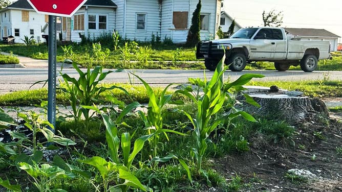 Corn grows throughout Greenfield, Iowa, after the town was devastated by an EF-4 tornado in May.