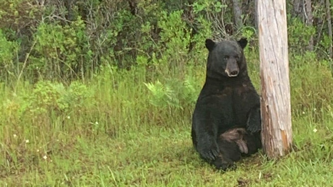 Walton County Sheriff’s Office deputies say they are monitoring a bear on the north side of Highway 98 near County Road 83 in Santa Rosa Beach.