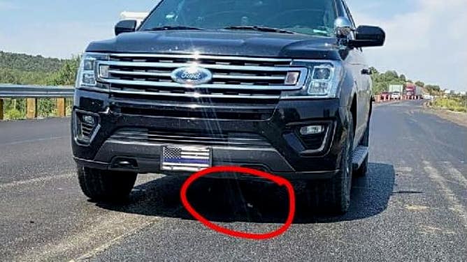 The eagle, sheltering underneath the police vehicle.