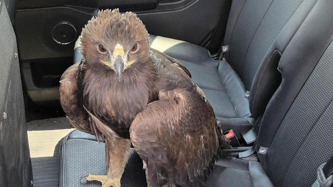 The rescued eagle.