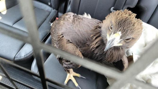 The rescued eagle.