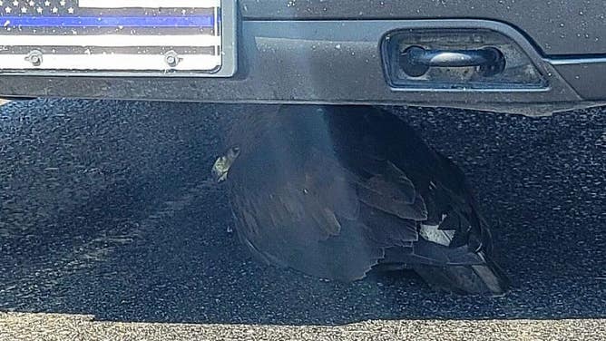 The eagle, sheltering underneath the police vehicle.