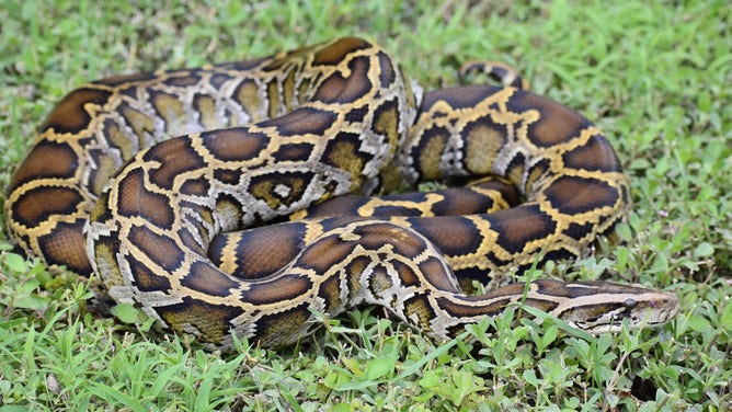 Burmese python.