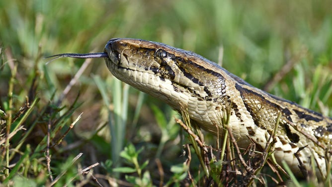 Burmese python.