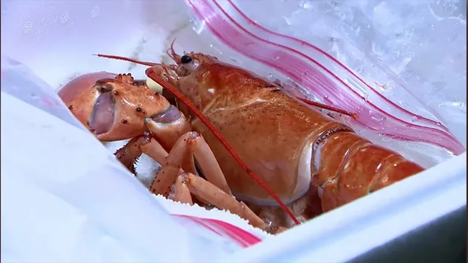 A rare orange lobster, found off the coast of Canada, nearly ended up being served at a restaurant in Colorado after being "accidentally delivered" to a Red Lobster in Pueblo.