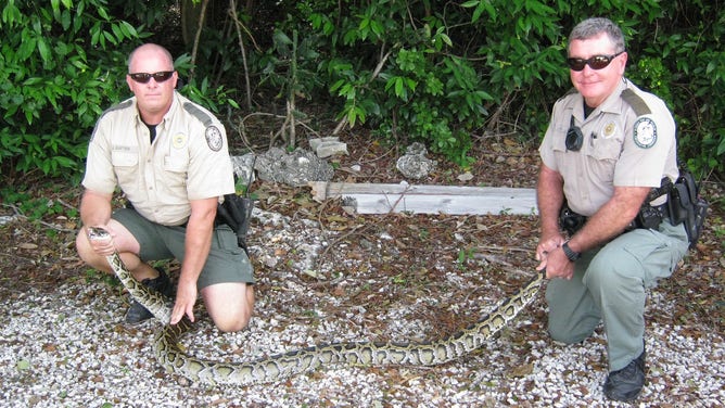 Florida law enforcement capturing a Burmese python.