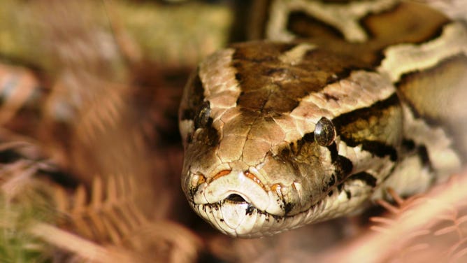 Burmese python