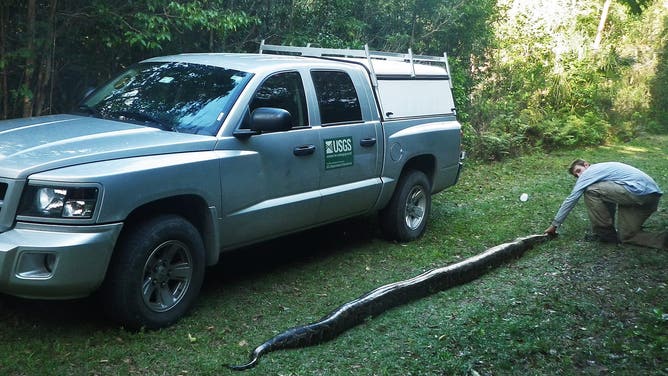 A female Burmese python next to a USGS truck.