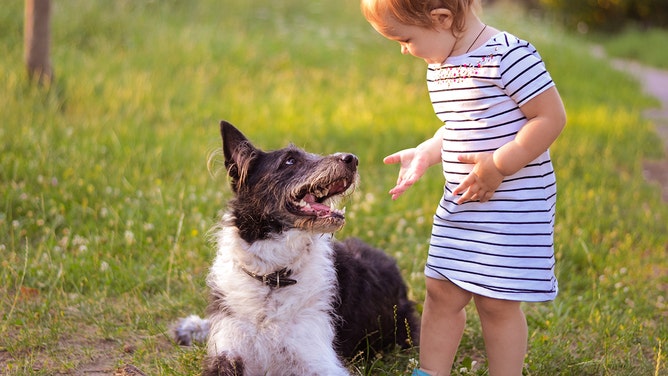 baby train a dog