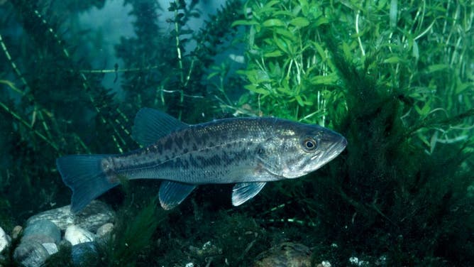 Largemouth bass (Micropterus salmoides)